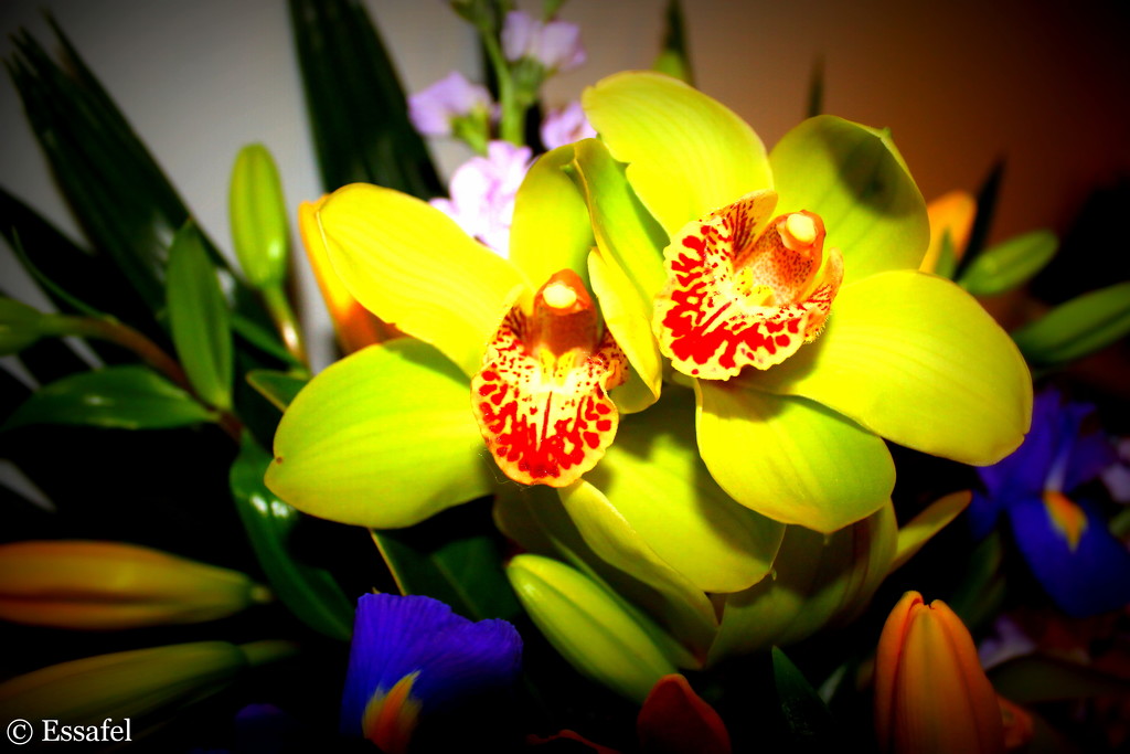 20141016 Orchids by essafel