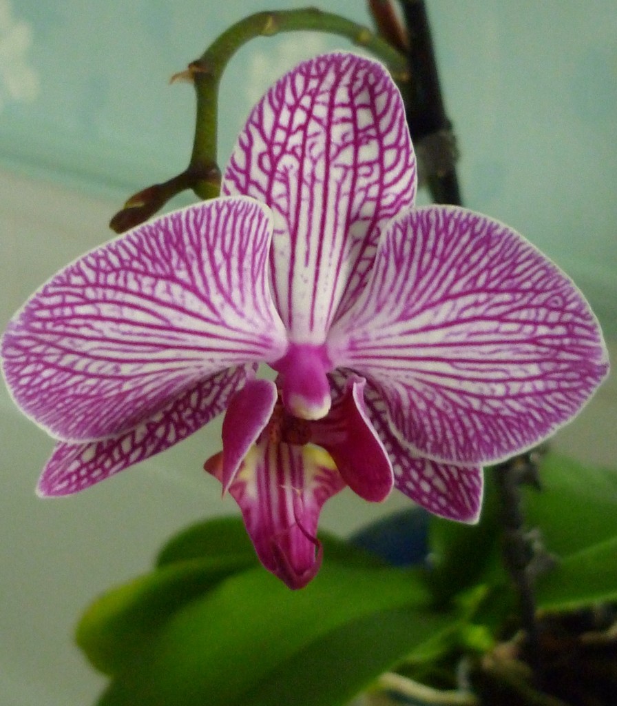 Bathroom Orchid by countrylassie