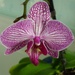 Bathroom Orchid by countrylassie