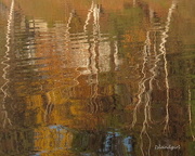 19th Oct 2014 -  Reflected Birches