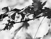 19th Oct 2014 - Fall Leaves in Monochrome