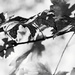 Fall Leaves in Monochrome by tosee