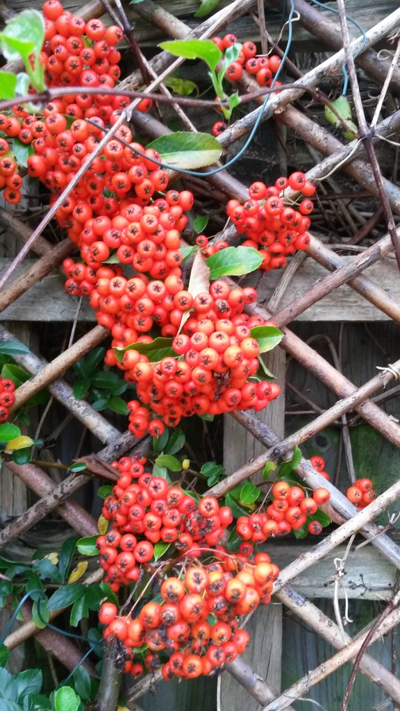 Pyracantha by elainepenney