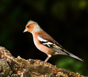18th Oct 2014 - 18th October 2014 - Chaffinch