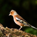 18th October 2014 - Chaffinch by pamknowler