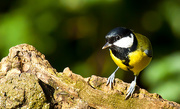 19th Oct 2014 - 19th October 2014 - Great Tit