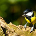 19th October 2014 - Great Tit by pamknowler