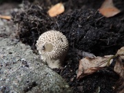 15th Oct 2014 - Little mushroom