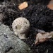 Little mushroom by roachling