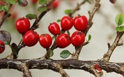 19th Oct 2014 - Cotoneaster