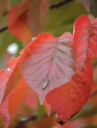 17th Oct 2014 - Red leaves