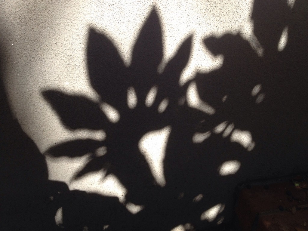Shadow art by congaree