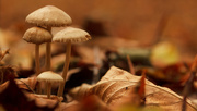19th Oct 2014 - Mushrooms and Leaves