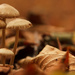 Mushrooms and Leaves by leonbuys83