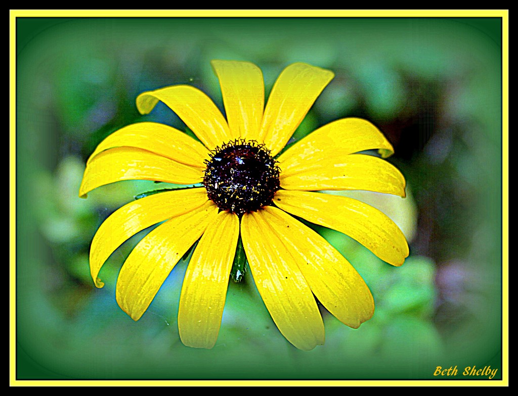Yellow Wildflower by vernabeth