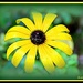 Yellow Wildflower by vernabeth