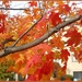 Autumn leaves by kchuk