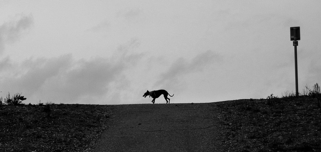 A lone whippet  by phil_howcroft