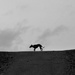 A lone whippet  by phil_howcroft