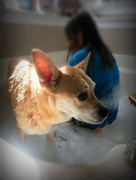 19th Oct 2014 - Bathtime for Foxy