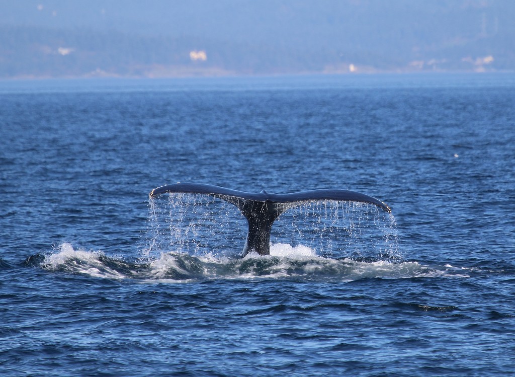 Whale Tail by kimmer50