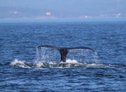 19th Oct 2014 - Whale Tail