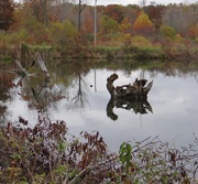 20th Oct 2014 - Submerged Tree Stump