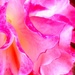 Pink Rose by leestevo