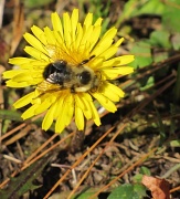 22nd Oct 2010 - Matching bee.