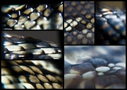 17th Oct 2014 - sunlight on scales