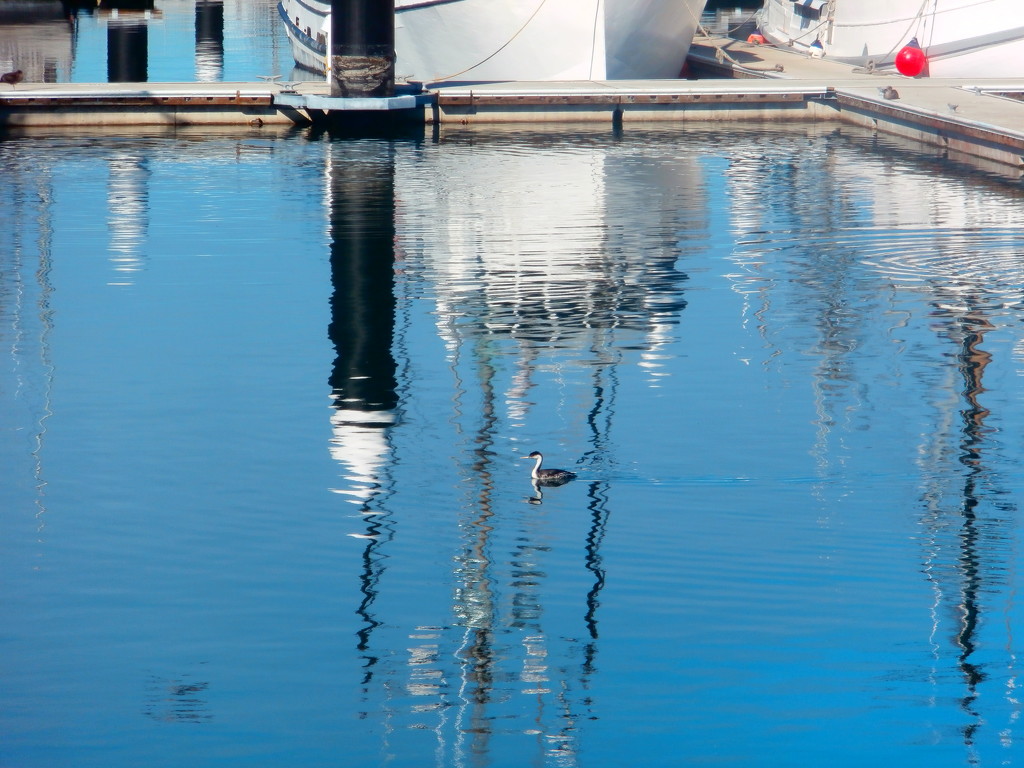 Grebe in Harbor by pandorasecho