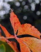 12th Oct 2014 - Orange Leaves Coming