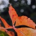 Orange Leaves Coming by genealogygenie