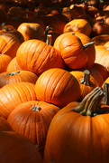 18th Oct 2014 - Just Pumpkins