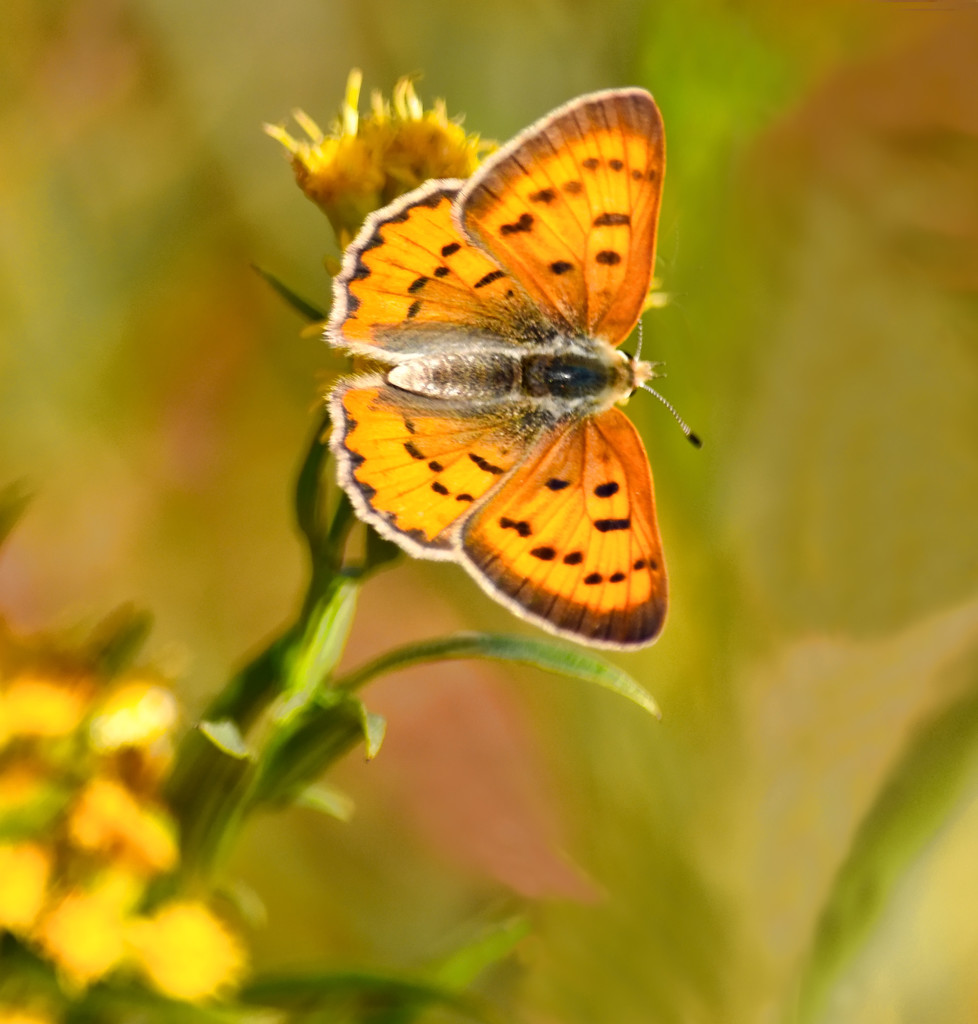 Autumn Butterfly  by joysfocus