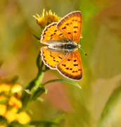 19th Oct 2014 - Autumn Butterfly 