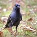 Crow..... by shepherdmanswife