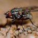 macro fly by winshez