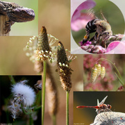 20th Oct 2014 - Macro collage