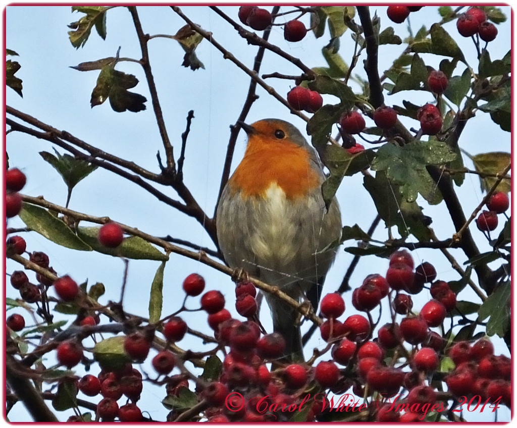 Robin And Red Berries by carolmw