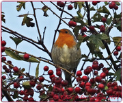 20th Oct 2014 - Robin And Red Berries