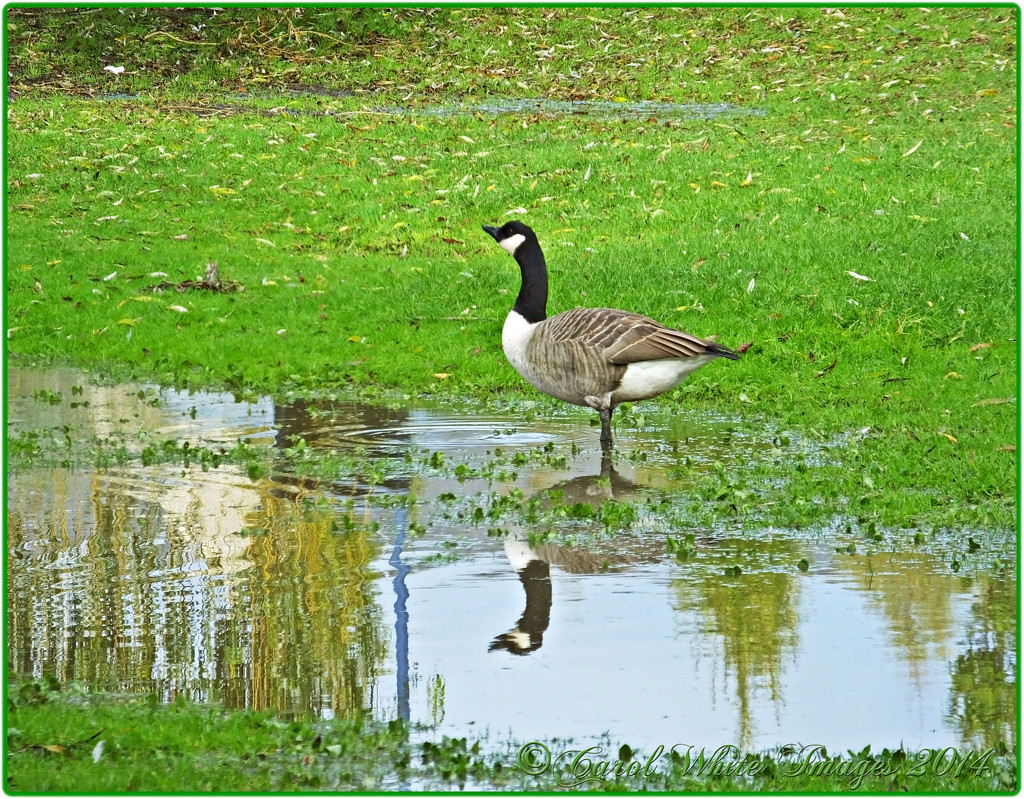 Paddling In A Puddle by carolmw