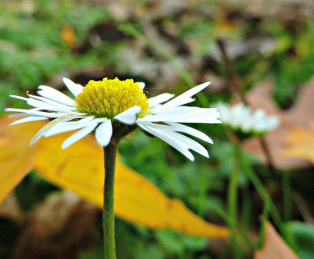 Autumn Daisy by wendyfrost