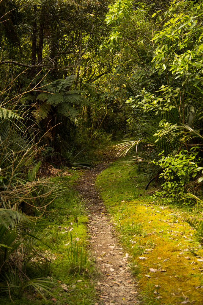 path through the jungle #172 by ricaa