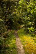 19th Oct 2014 - path through the jungle #172
