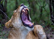 20th Oct 2014 - A long day in the Mara