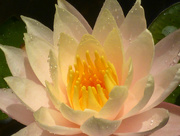 20th Oct 2014 - Water Lily
