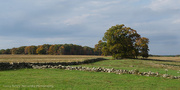 18th Oct 2014 - Farmland
