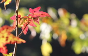 18th Oct 2014 - Fall color