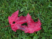 18th Oct 2014 - Two Red Leaves